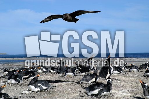 Raubmöve (Skua) (8 von 16).jpg